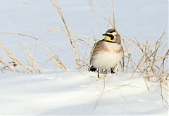 Horned Lark